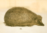 Jääkaappimagneetti - Siili / Fridge magnet - European hedgehog (PR0063)
